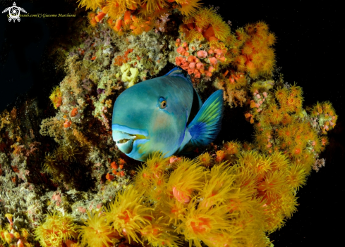 A Scaridae Parrot fish | Parrot fish