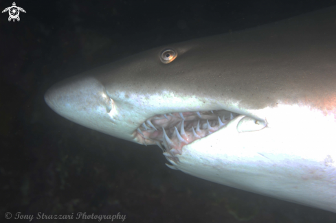 A Grey Nurse Shark