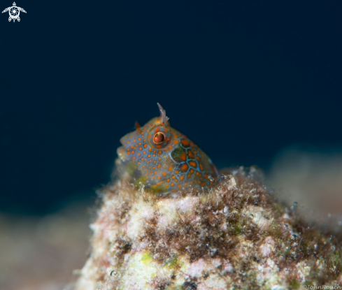 A Hypsoblennius invemar  | Tessellatted Blenny