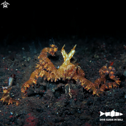 A Mimic Octopus