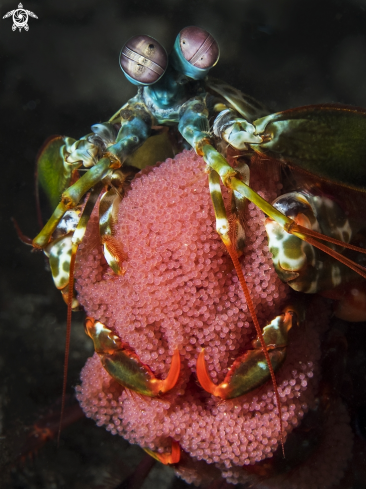 A Peacock Mantis Shrimp