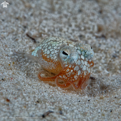 A bottletail squid