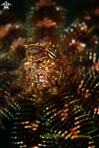 A Squat Lobster