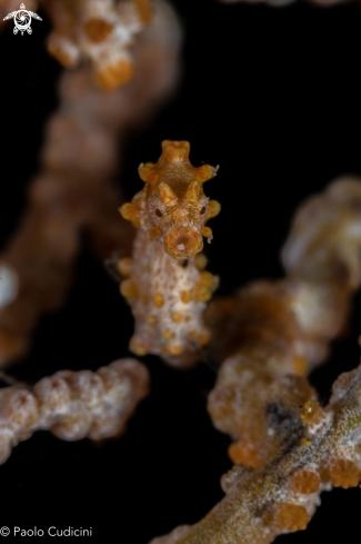 A Hippocampus bargibanti | Pygmy Seahorse