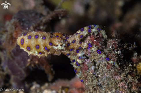 A Hapalochlaena lunulata | Blue-Ringed Octopus