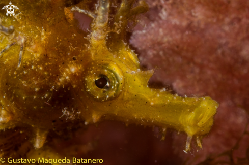 A Hippocampus ramulosus | Seahorse portrait