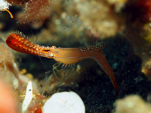 A Donald Duck Shrimp