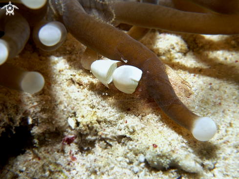 A Hamopontonia carallicola | Commensal Anemone Shrimp