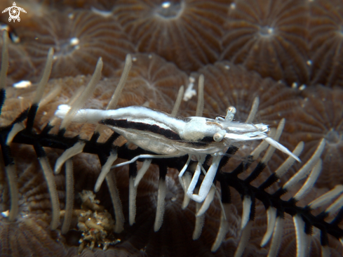 A Crinoid Shrimp