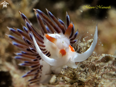 A Nudibranch