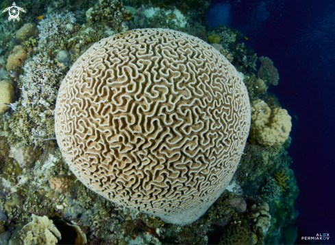 A Coral