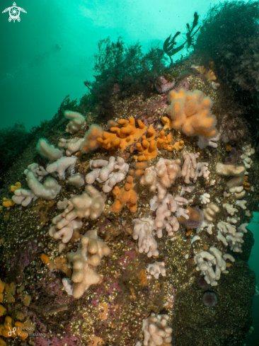 A Alcyonium digitatum | Dead Man's Fingersdead