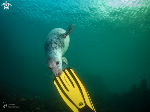 A Grey Seal