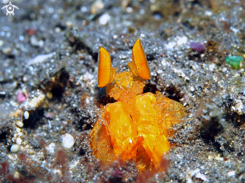 A  Golden Mantis Shrimp