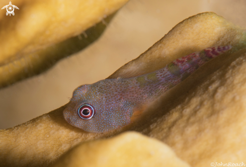 A Papillate Clingfish