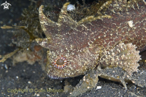 A reef fish