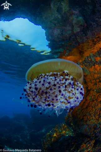 A Cotylorhiza tuberculata | Fried egg jellyfish