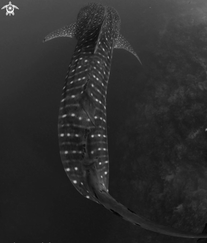 A Whale Shark