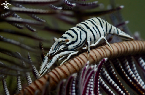 A Crinoid Shrimp