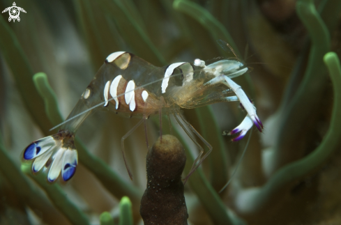 A Anemone Shrimp