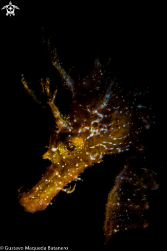 A Hippocampus guttulatus | Seahorse portrait