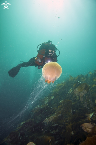 A Lions mane jelly