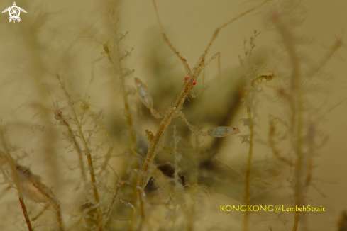 A Skeleton Shrimp