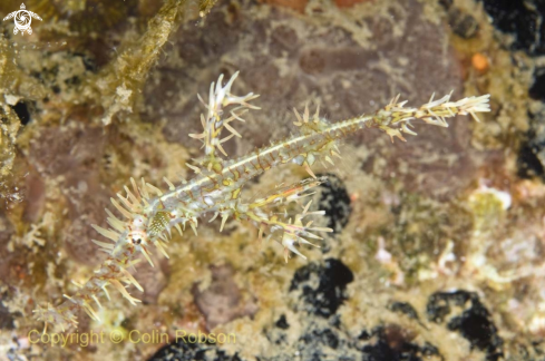 A ghost pipefish