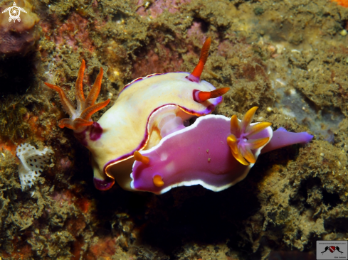 A Nudibranch