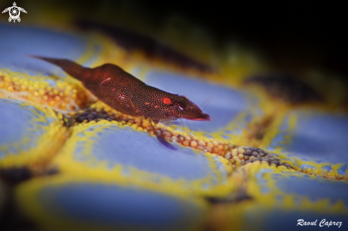 A Shrimp under a sea star