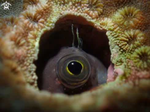 A goby fish 