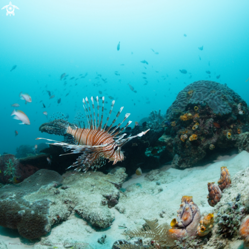 A Pterois miles | lionfish