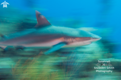 A Caribbean Reef Shark