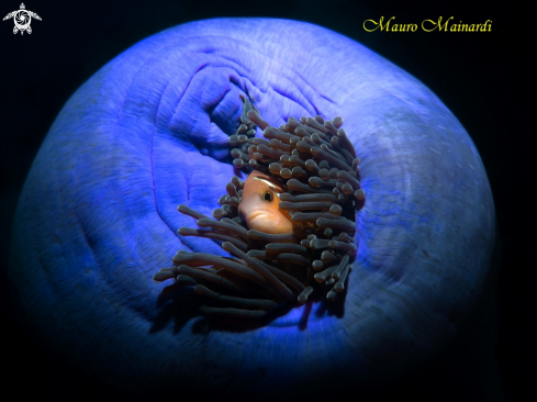 A clownfish and anemone