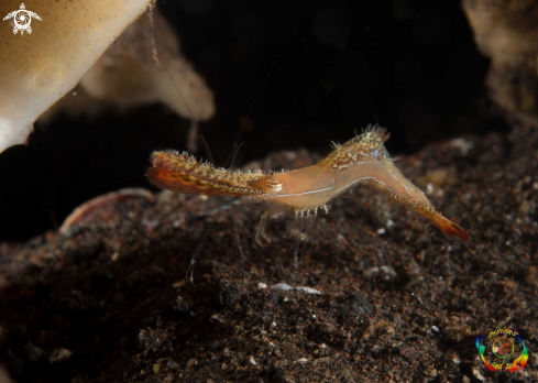 A Leander plumosus | Donald duck shrimp