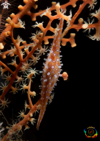 A Calcarovula longirostrata  | Spindle cowrie