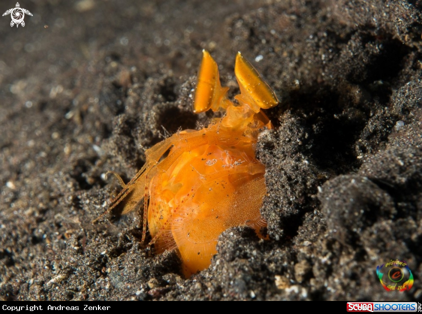 A Orange mantis shrimp