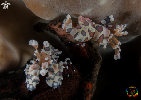 A Hymenocera picta |  Harlequin shrimp