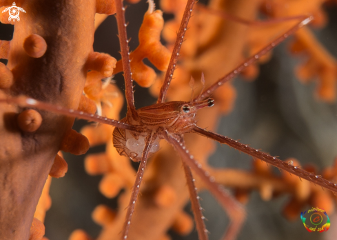 A Spiny squat lobster