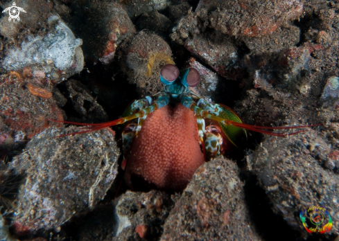 A Odontodactylus scyllarus | Peacock mantis shrimp