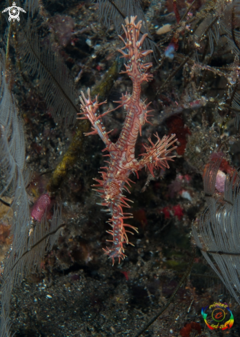 A Ornate ghost pipefish