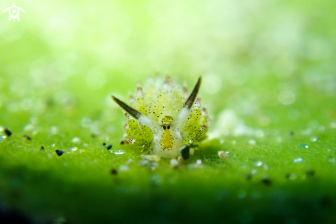 A Costasiella kuroshimae | Little leaf-sheep nudibranch 