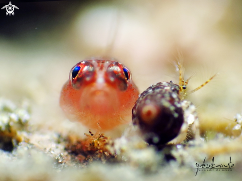 A Goby Fish