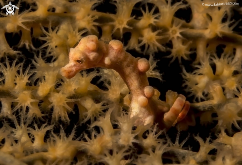 A Pigmy seahorse