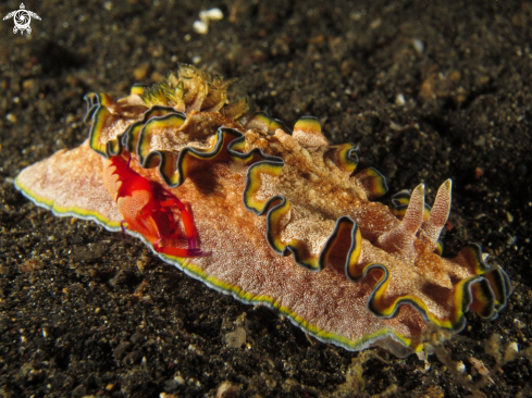 A Periclimenes imperator | Emperor shrimp