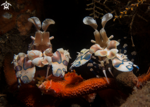 A Hymenocera picta | Harlequin shrimp