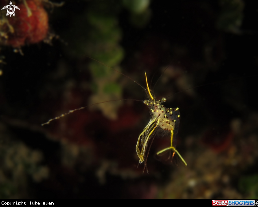 A Yellow Arrow Cleaner Shrimp