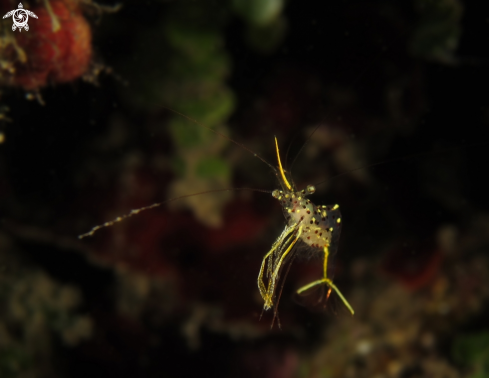 A Yellow Arrow Cleaner Shrimp
