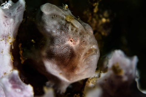 A Painted frogfish