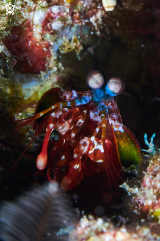 A PEACOCK MANTIS SHRIMP